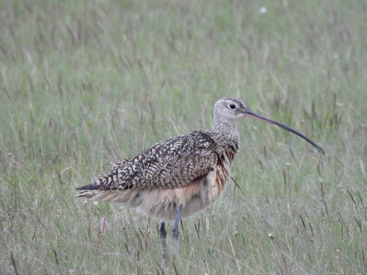 Long-billed Curlew - ML620405135