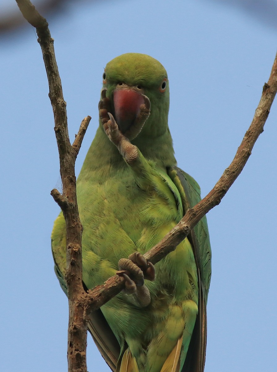 Rose-ringed Parakeet - ML620405139