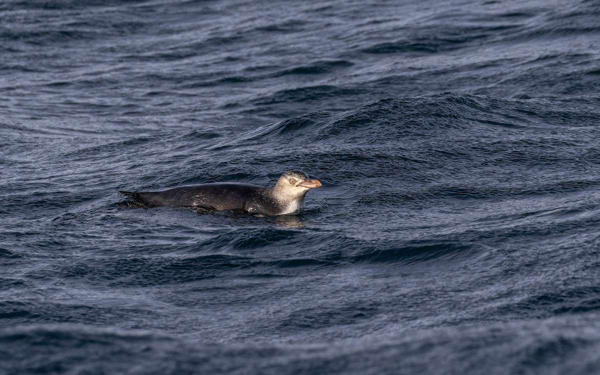 Yellow-eyed Penguin - ML620405147