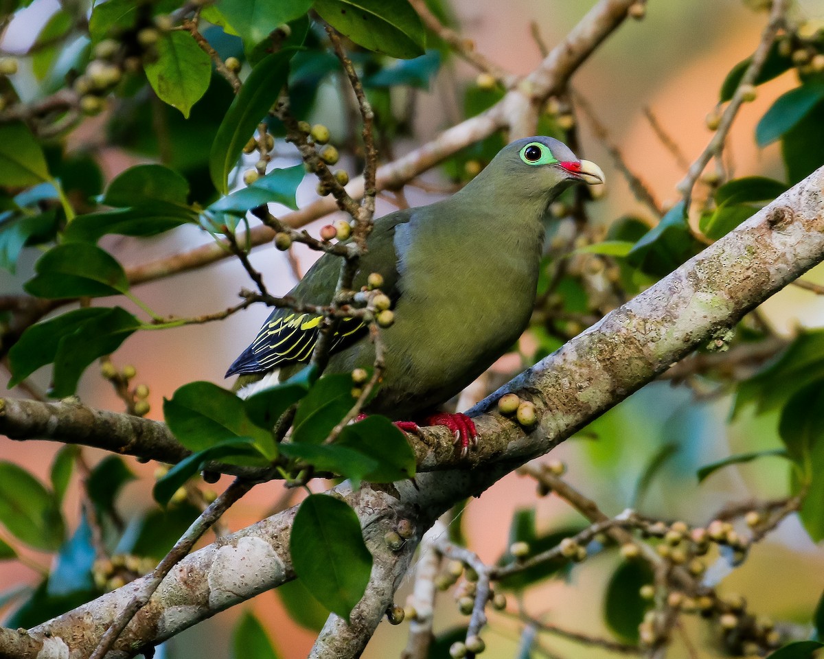 Thick-billed Green-Pigeon - ML620405148