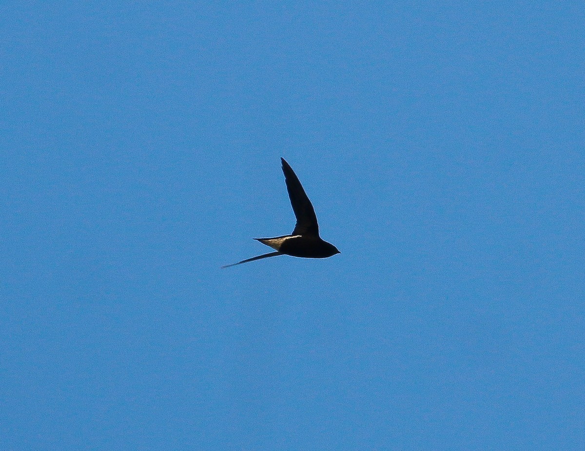 Brown-backed Needletail - ML620405149