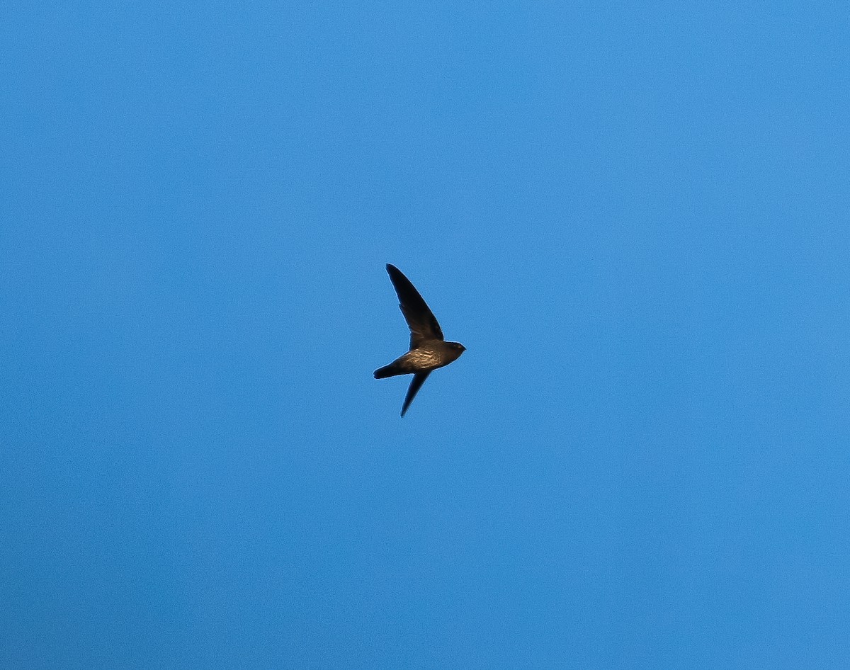 Plume-toed Swiftlet - ML620405150