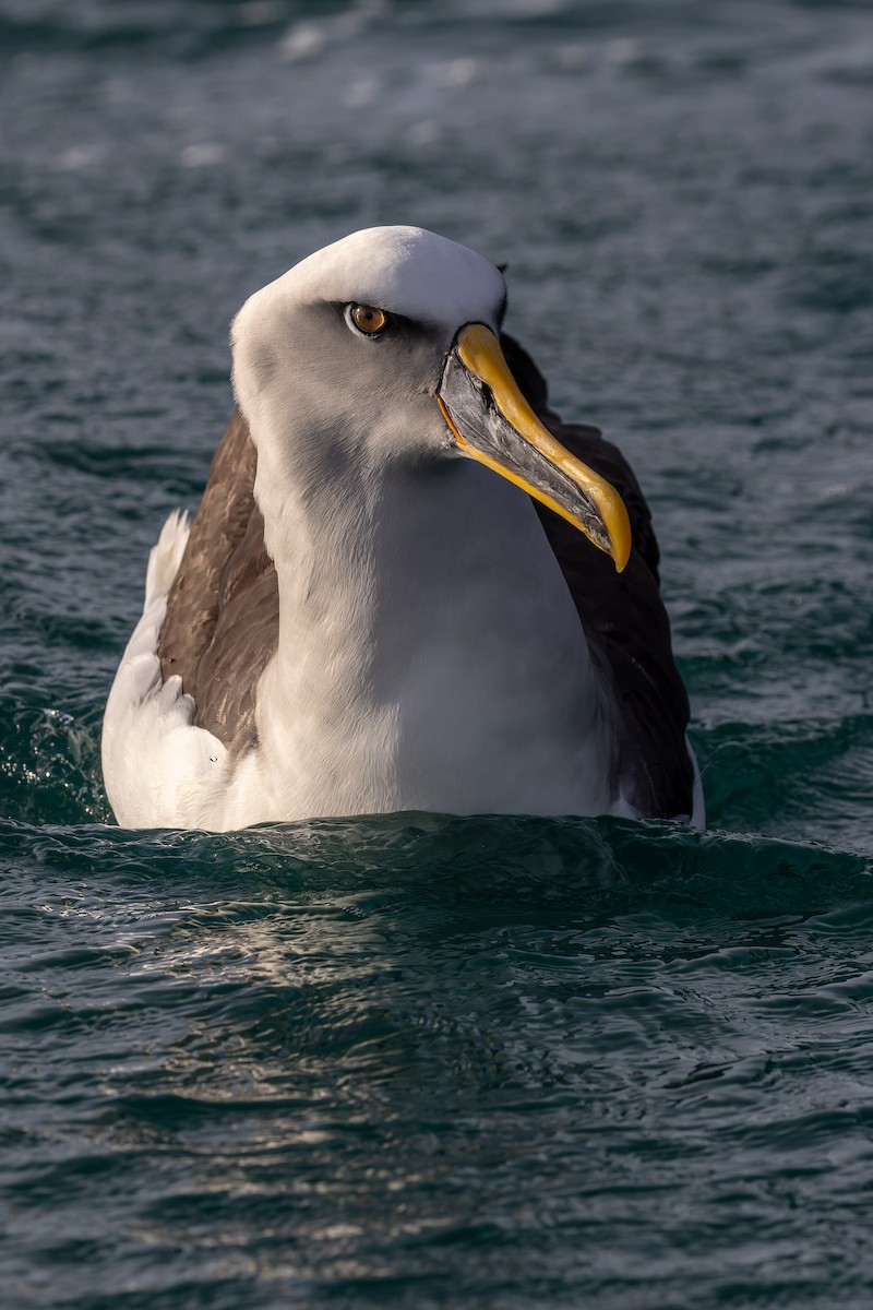 Buller's Albatross - ML620405152