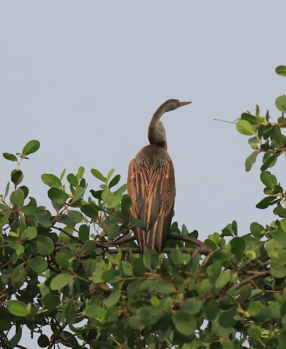 Orient-Schlangenhalsvogel - ML620405174