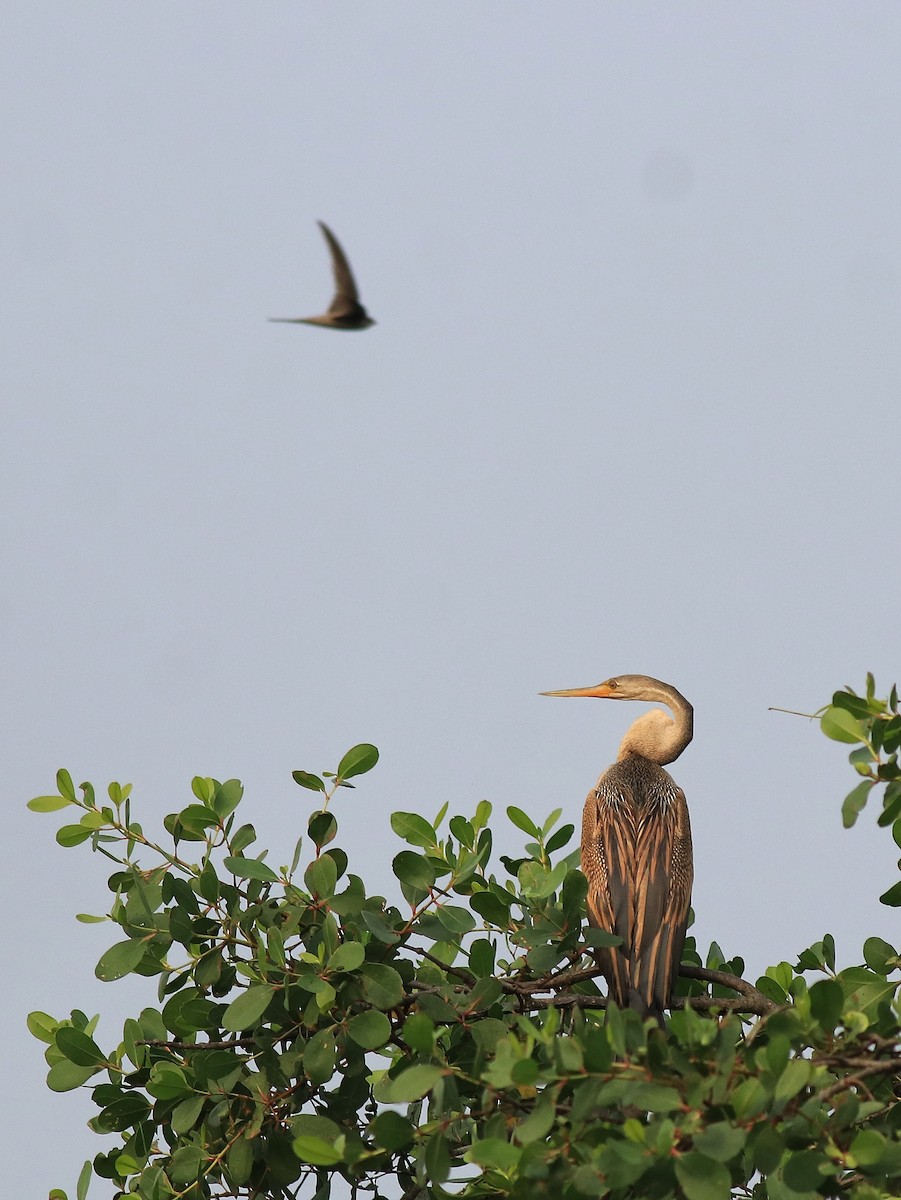 Asian Palm Swift - ML620405180