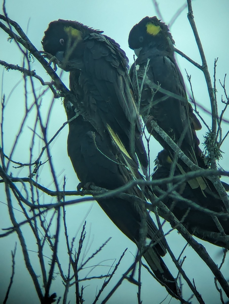 Yellow-tailed Black-Cockatoo - ML620405182