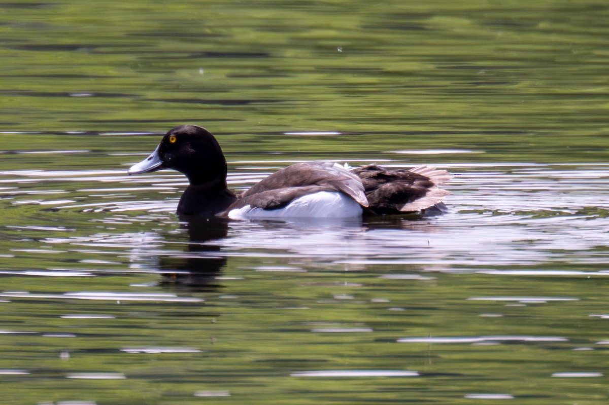 Tufted Duck - ML620405185