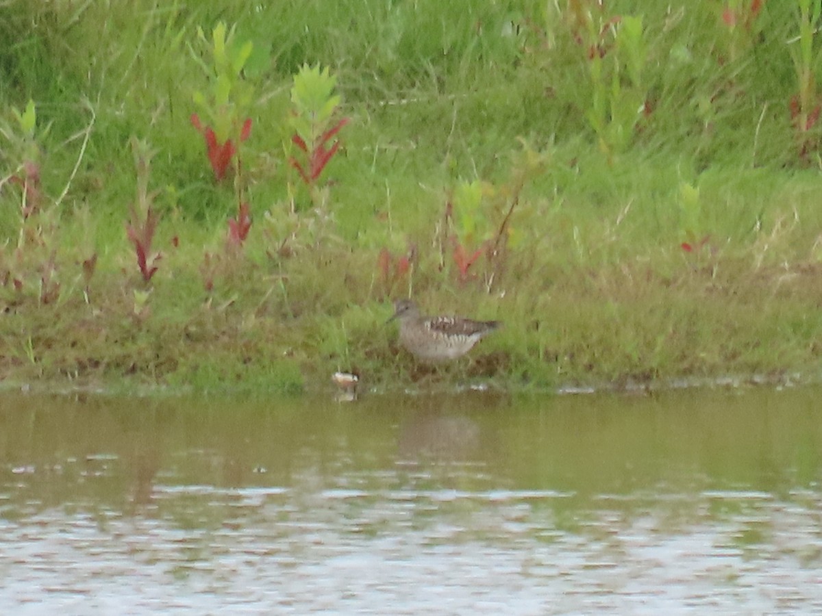 Wood Sandpiper - ML620405190