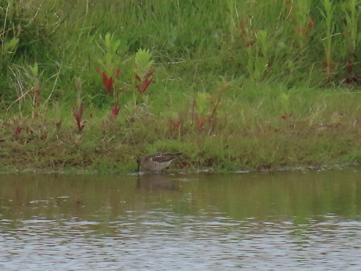 Wood Sandpiper - ML620405193