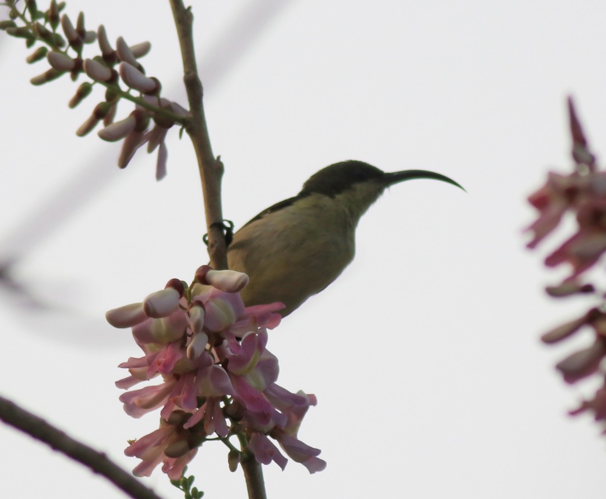 Loten's Sunbird - ML620405205