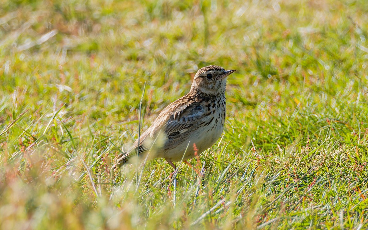 Wood Lark - ML620405225