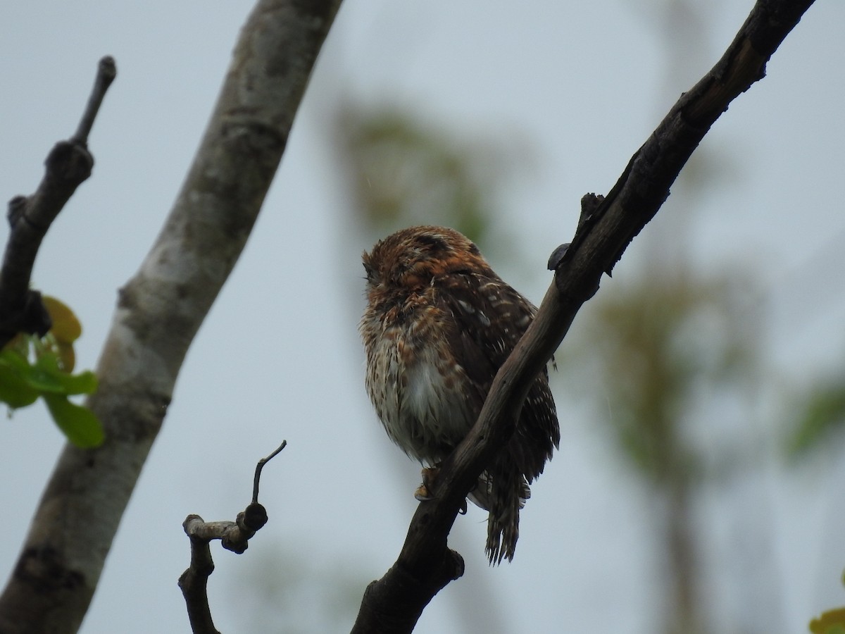 Cuban Pygmy-Owl - ML620405236