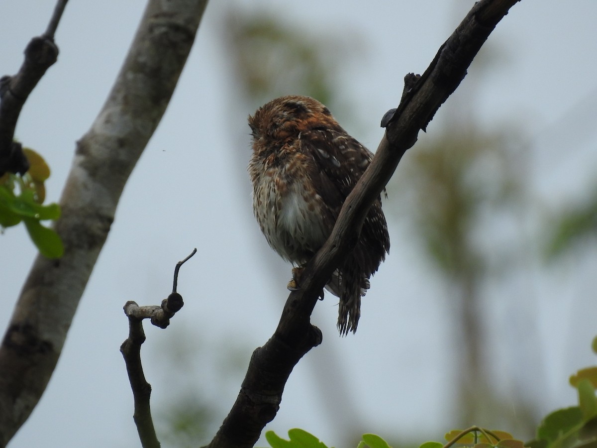 Cuban Pygmy-Owl - ML620405237