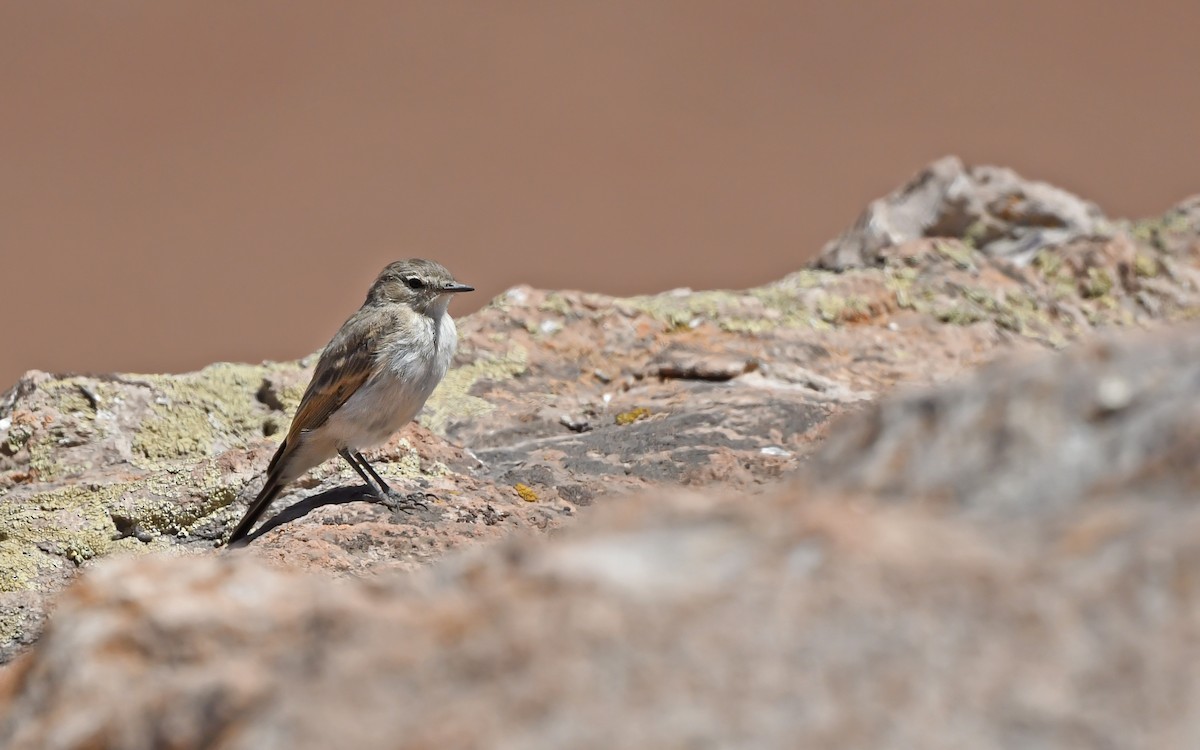 Spot-billed Ground-Tyrant - ML620405238