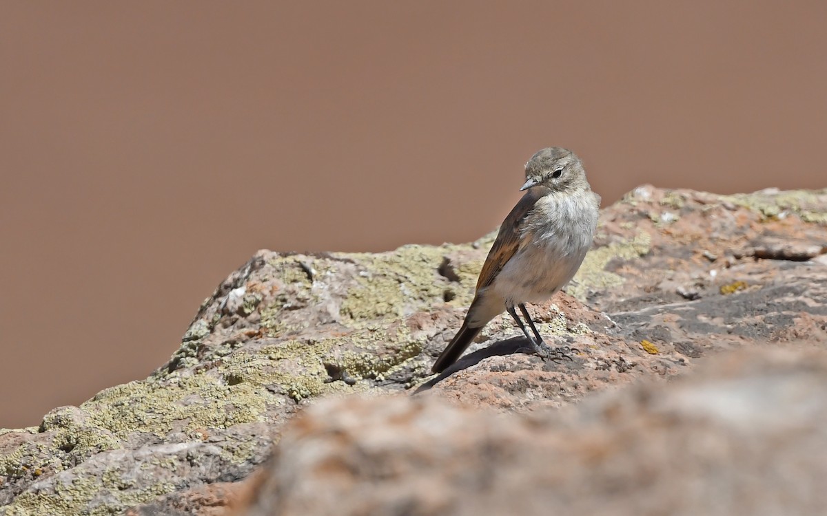 Spot-billed Ground-Tyrant - ML620405239