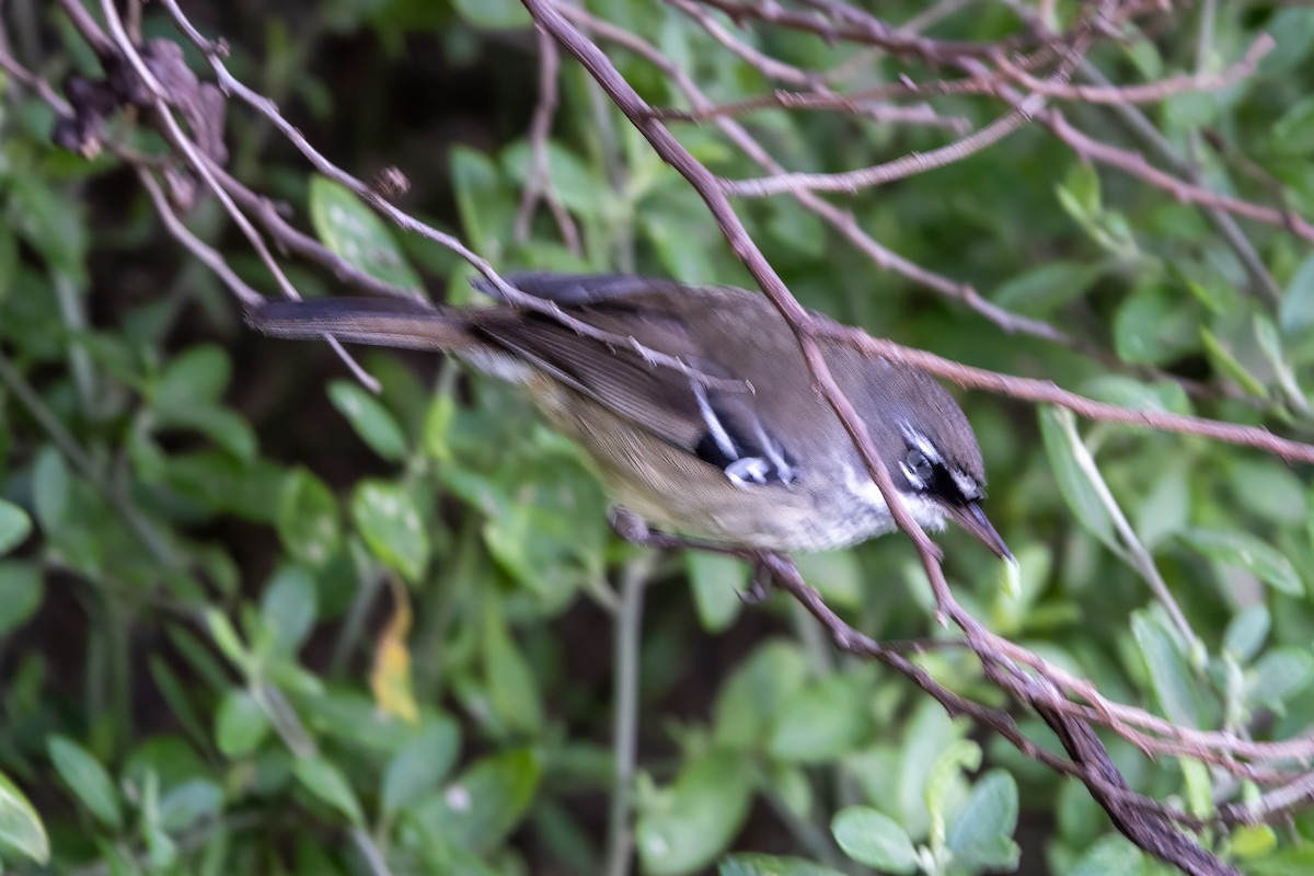 Spotted Scrubwren - Geoffrey Groom