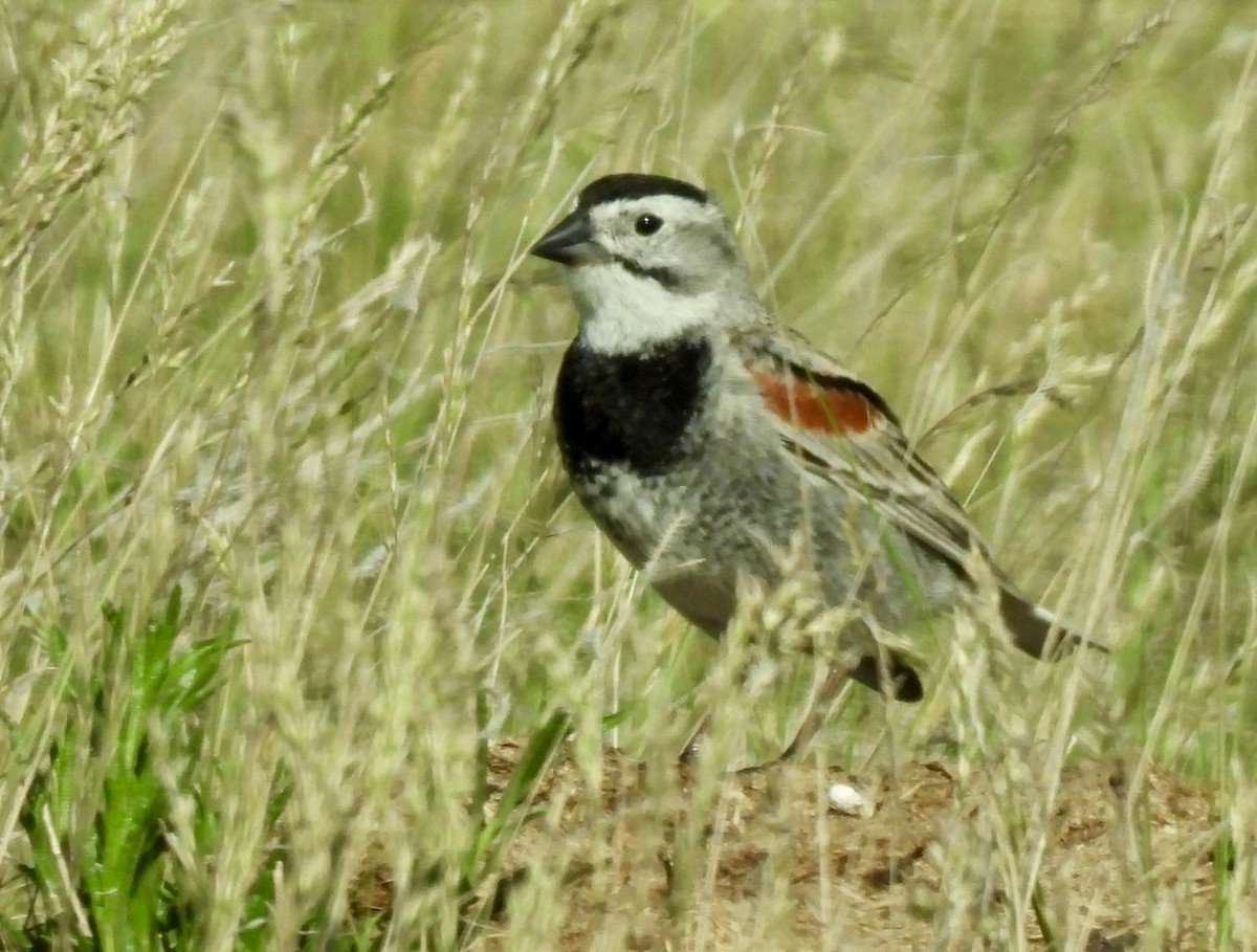 Thick-billed Longspur - ML620405255