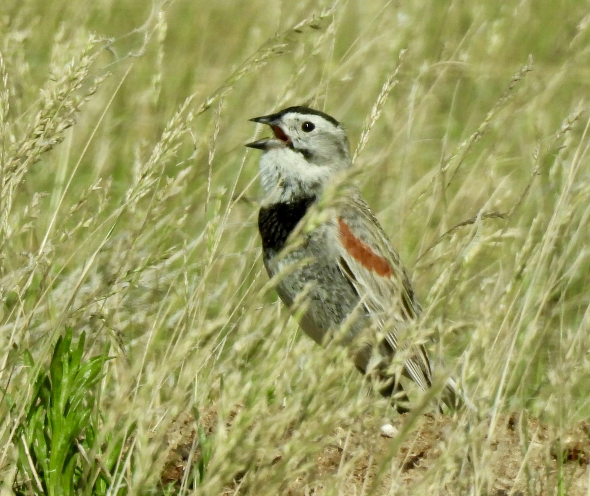 Thick-billed Longspur - ML620405256