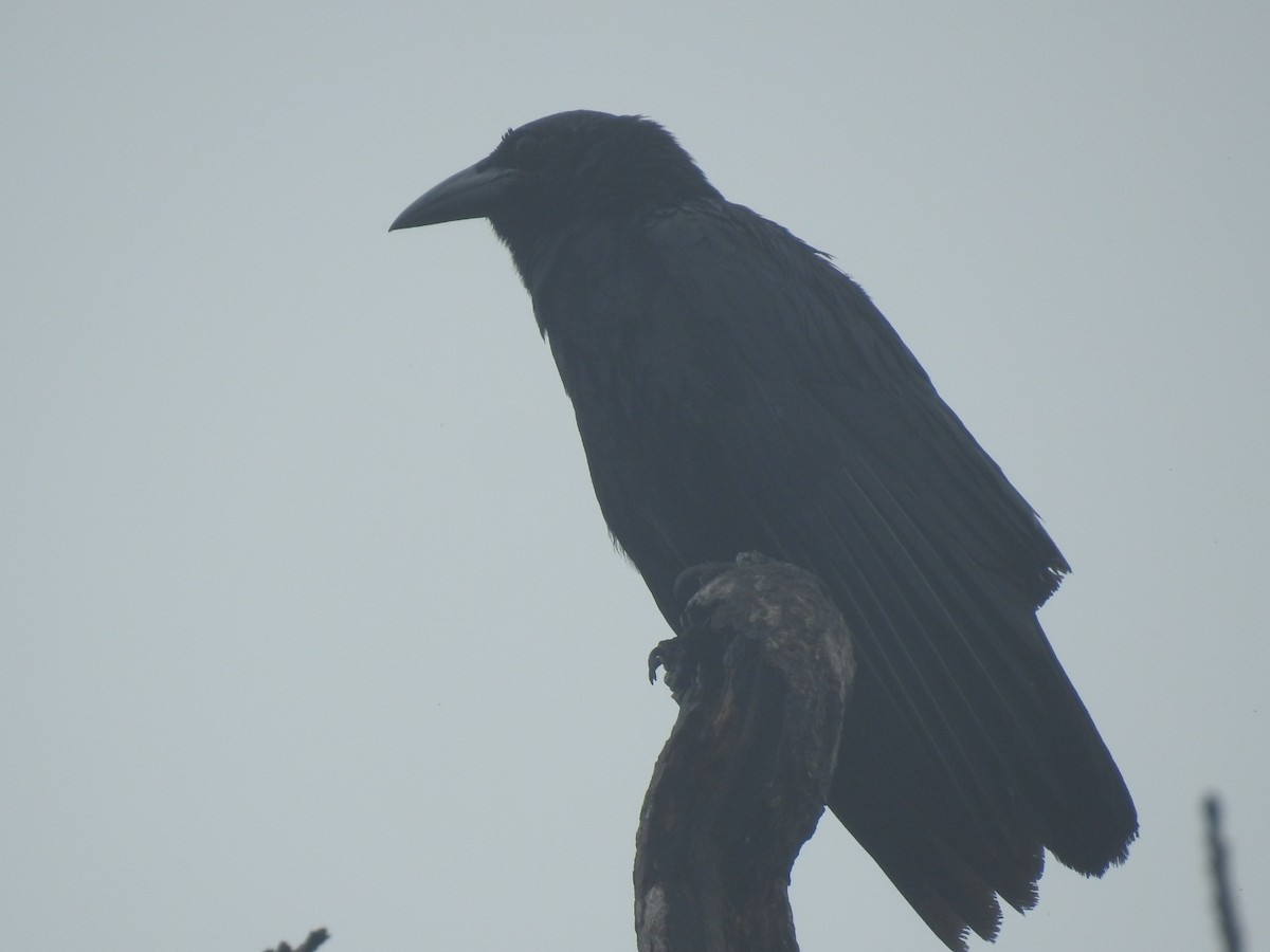 Cuban Crow - ML620405257