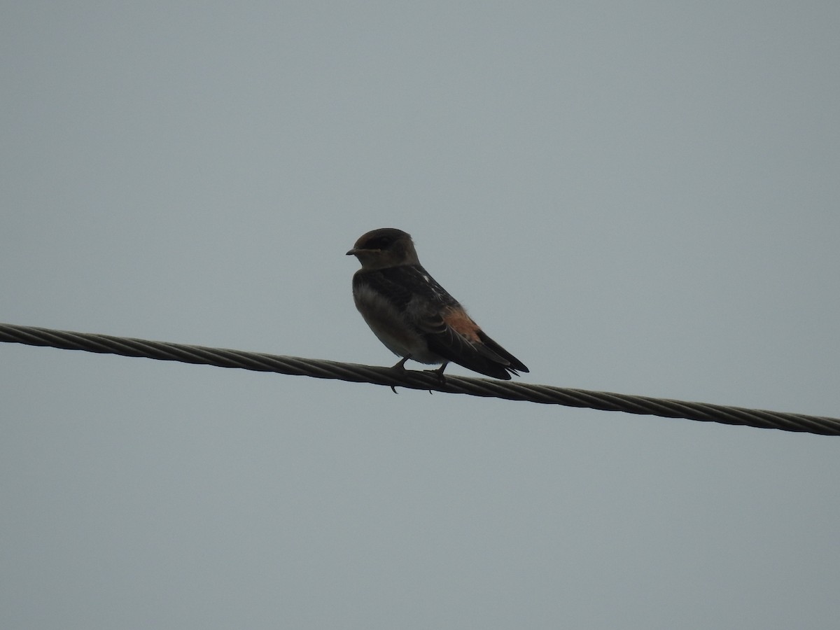 Cave Swallow - ML620405263