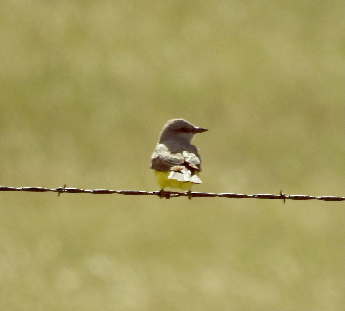 Western Kingbird - ML620405269