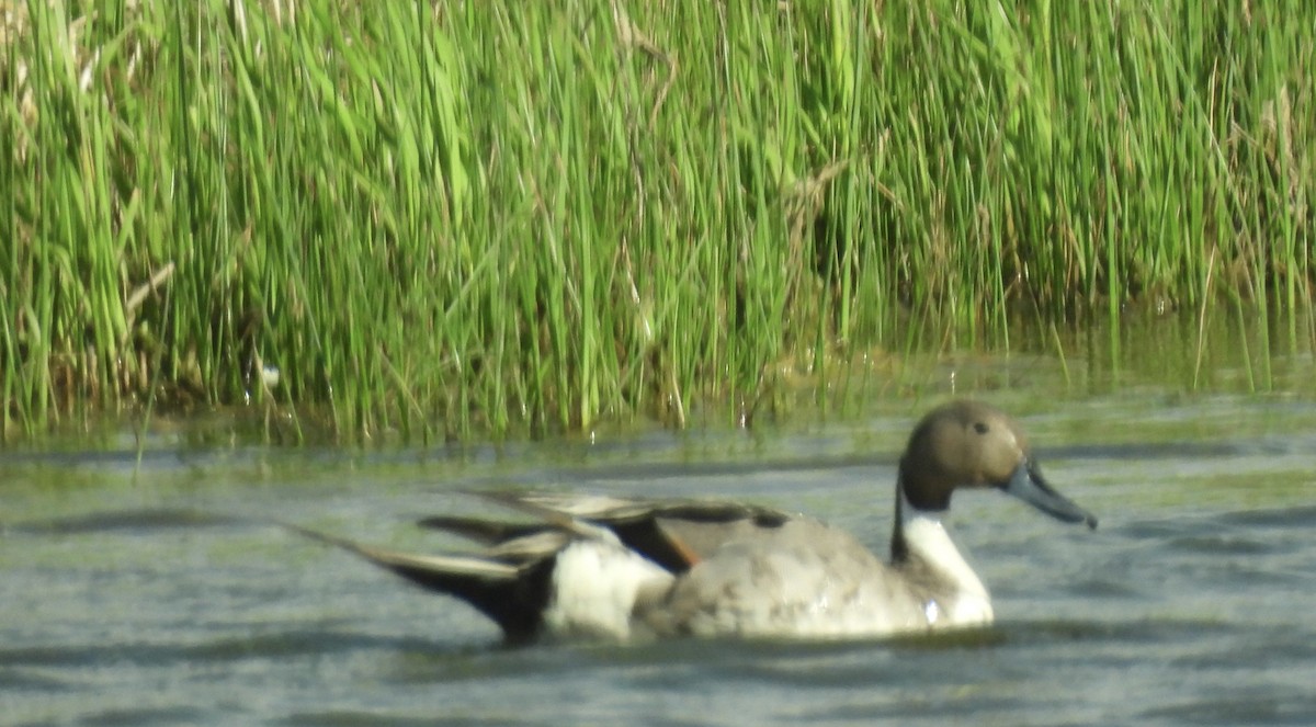 Northern Pintail - ML620405275