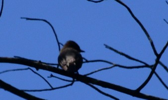 Eastern Phoebe - ML620405277