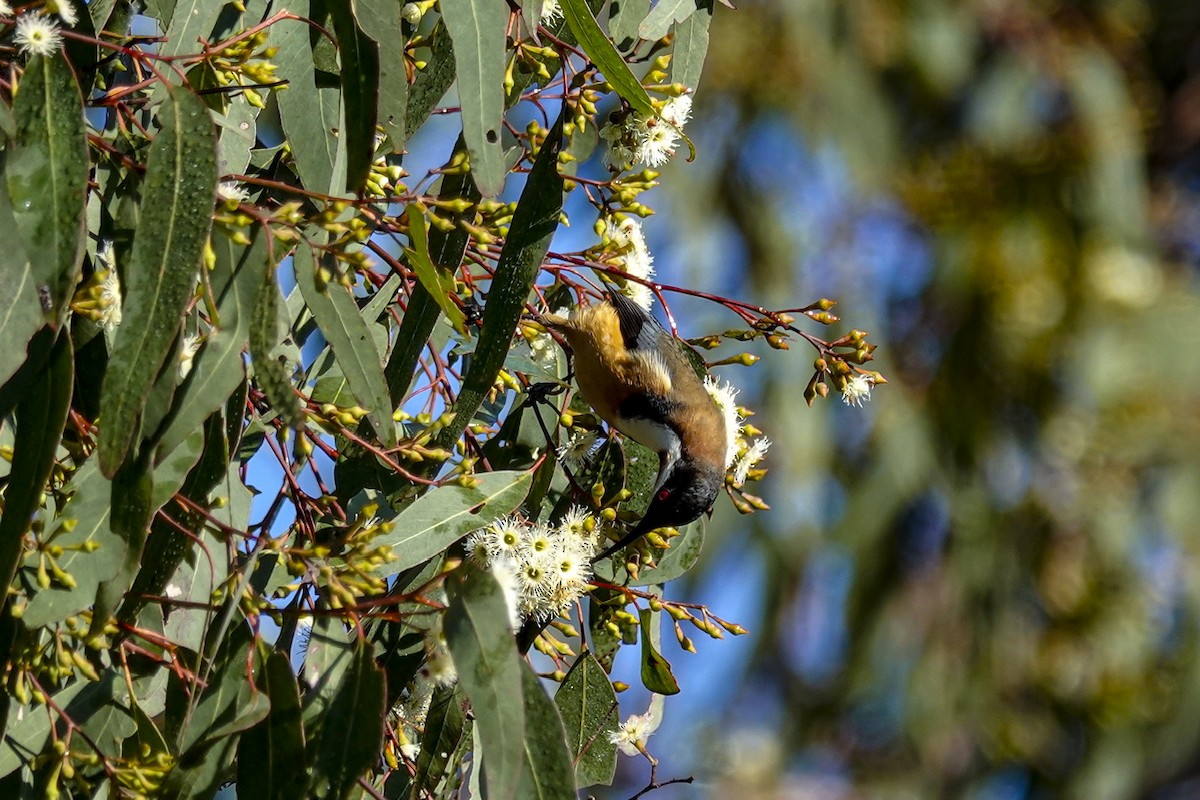 Eastern Spinebill - ML620405289