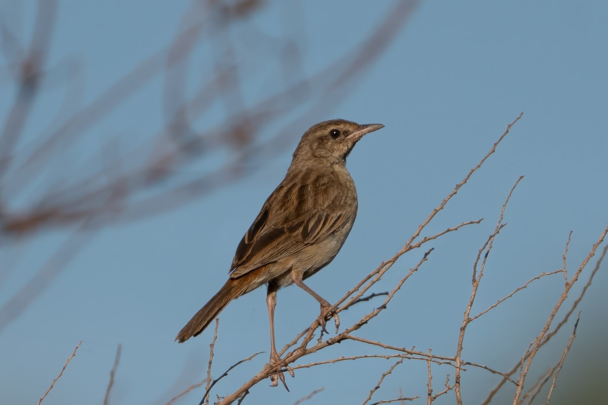 Rufous Songlark - ML620405290