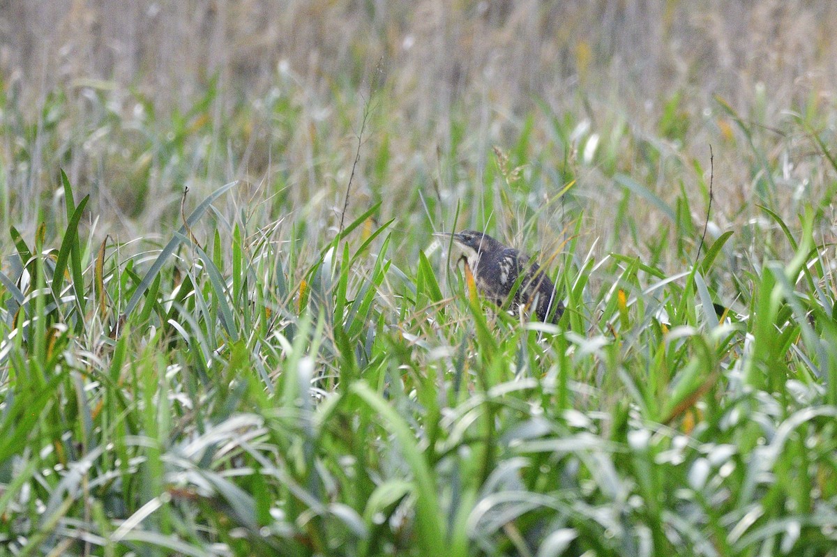 Australasian Bittern - ML620405292