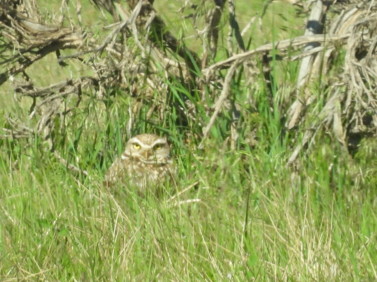 Burrowing Owl - ML620405304