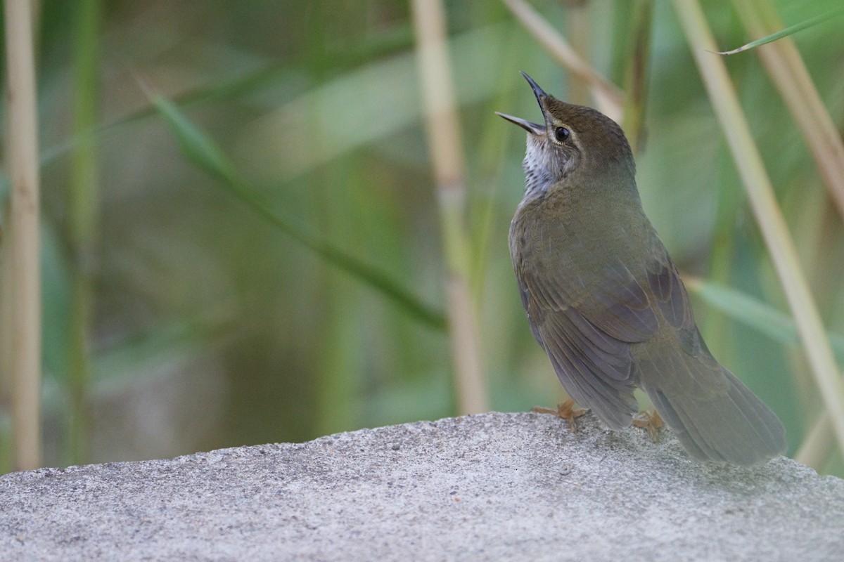 Baikal Bush Warbler - ML620405312