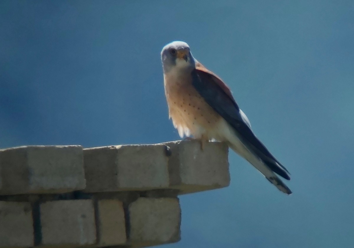 Lesser Kestrel - ML620405318