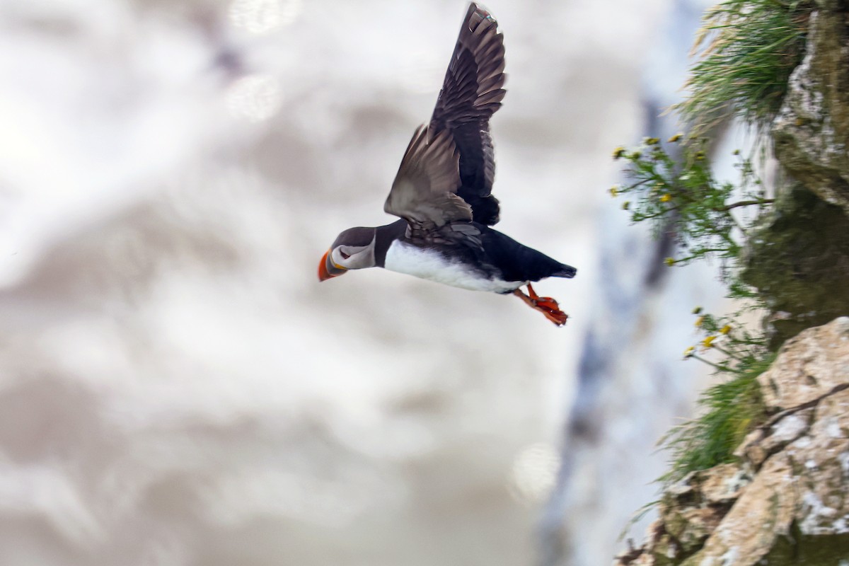 Atlantic Puffin - ML620405320