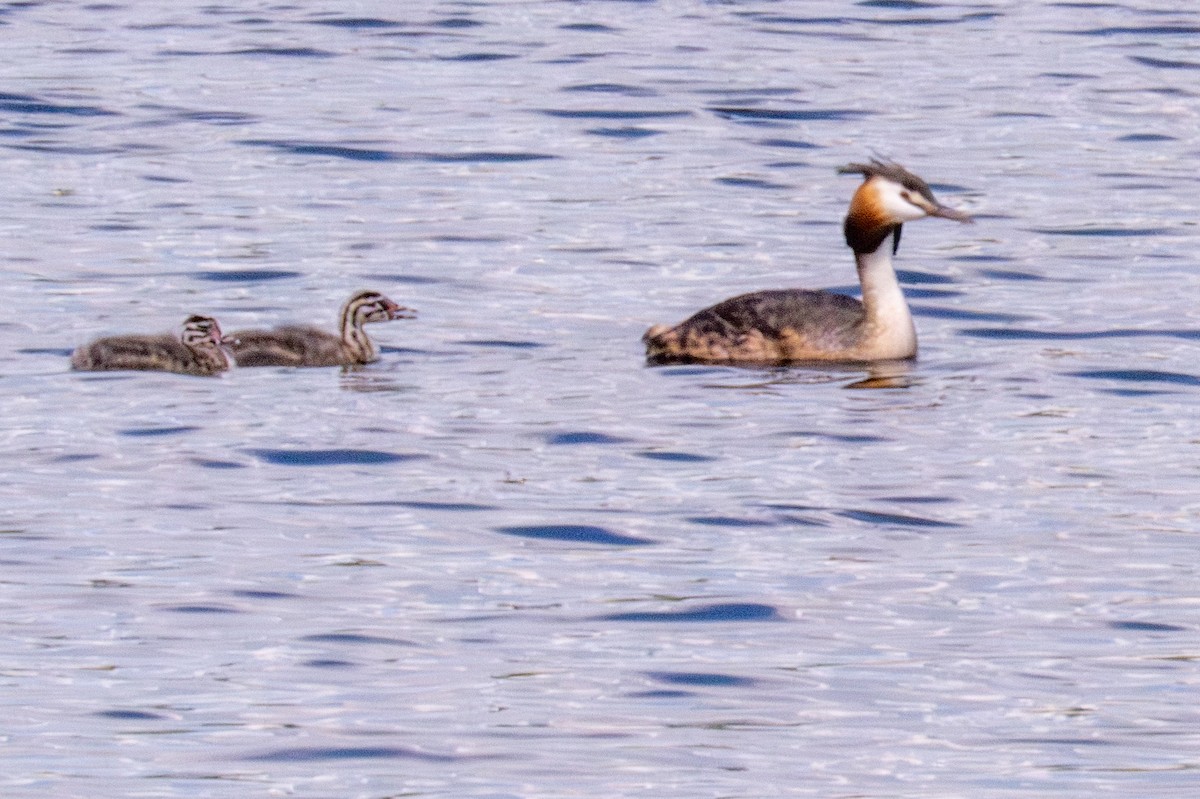 Great Crested Grebe - ML620405326