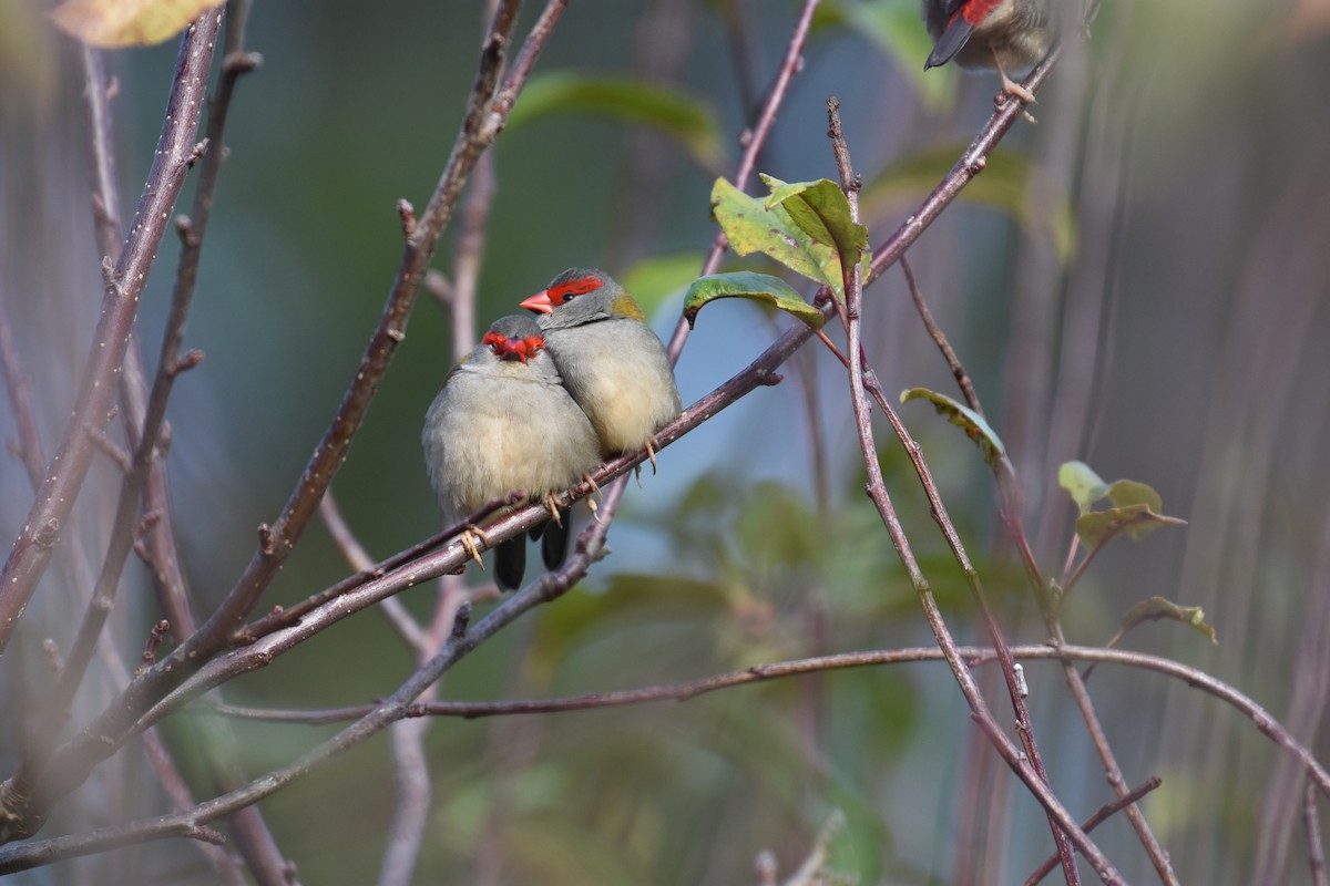 Red-browed Firetail - ML620405329