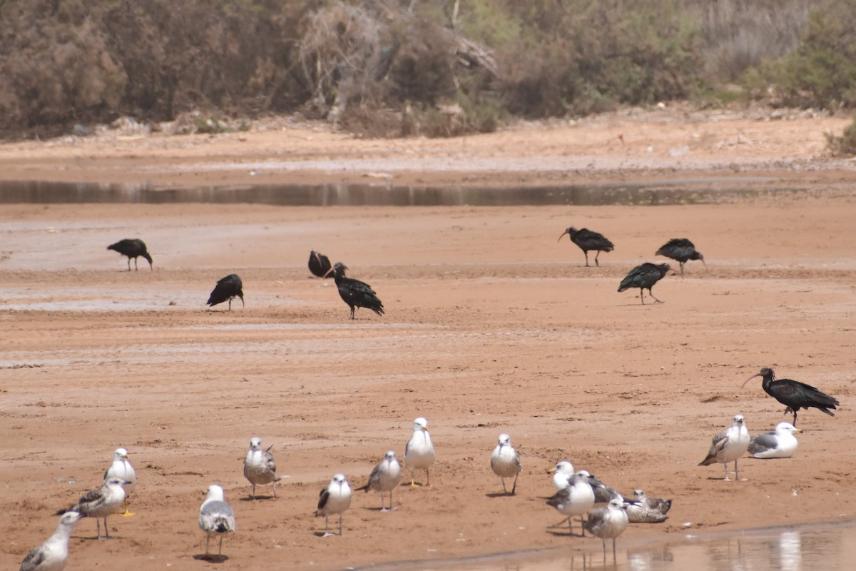 Northern Bald Ibis - ML620405334