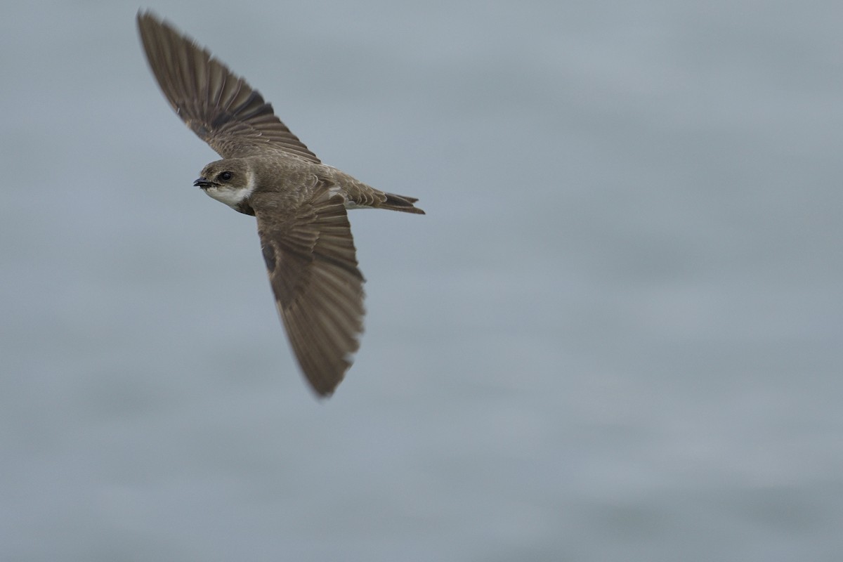 Bank Swallow - ML620405338