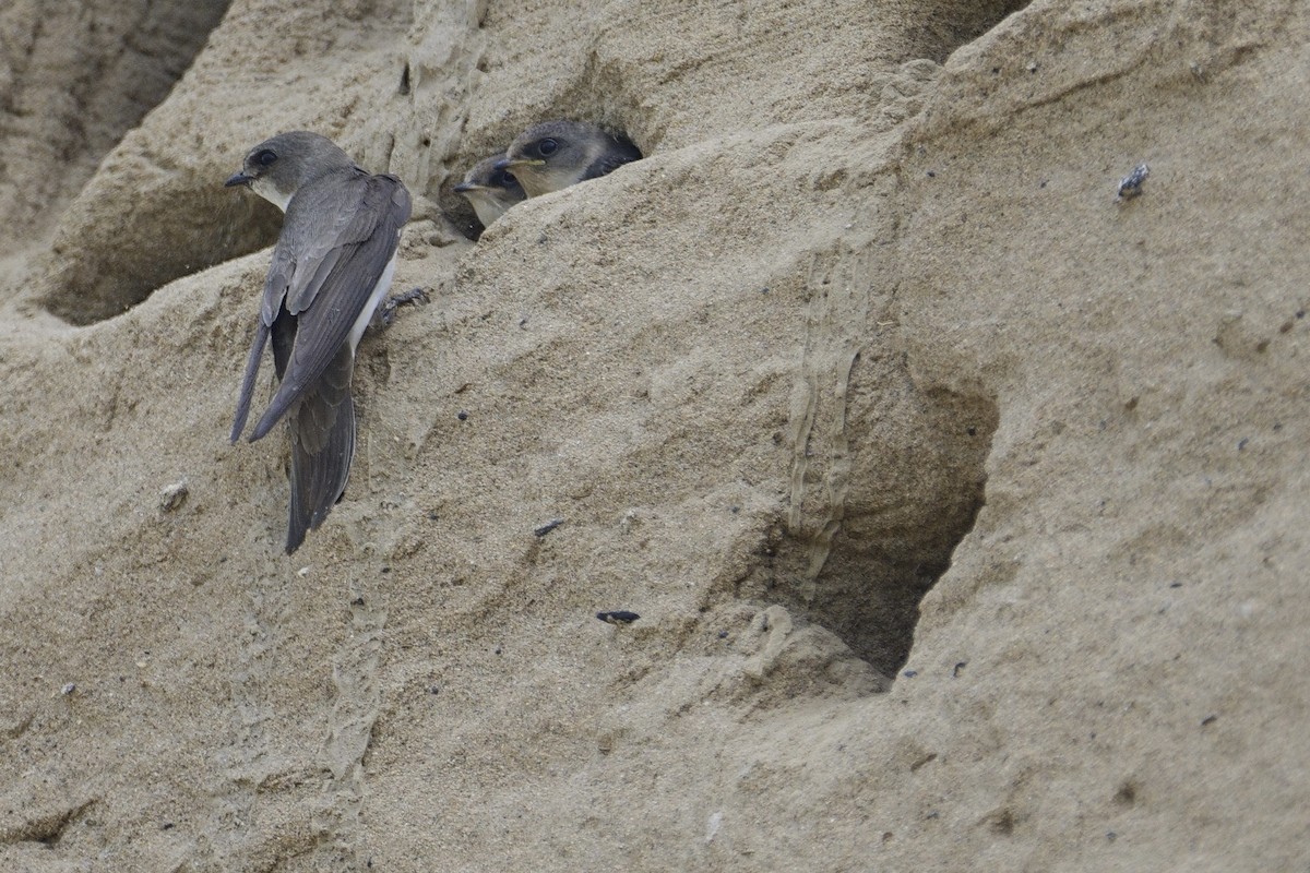 Bank Swallow - ML620405339