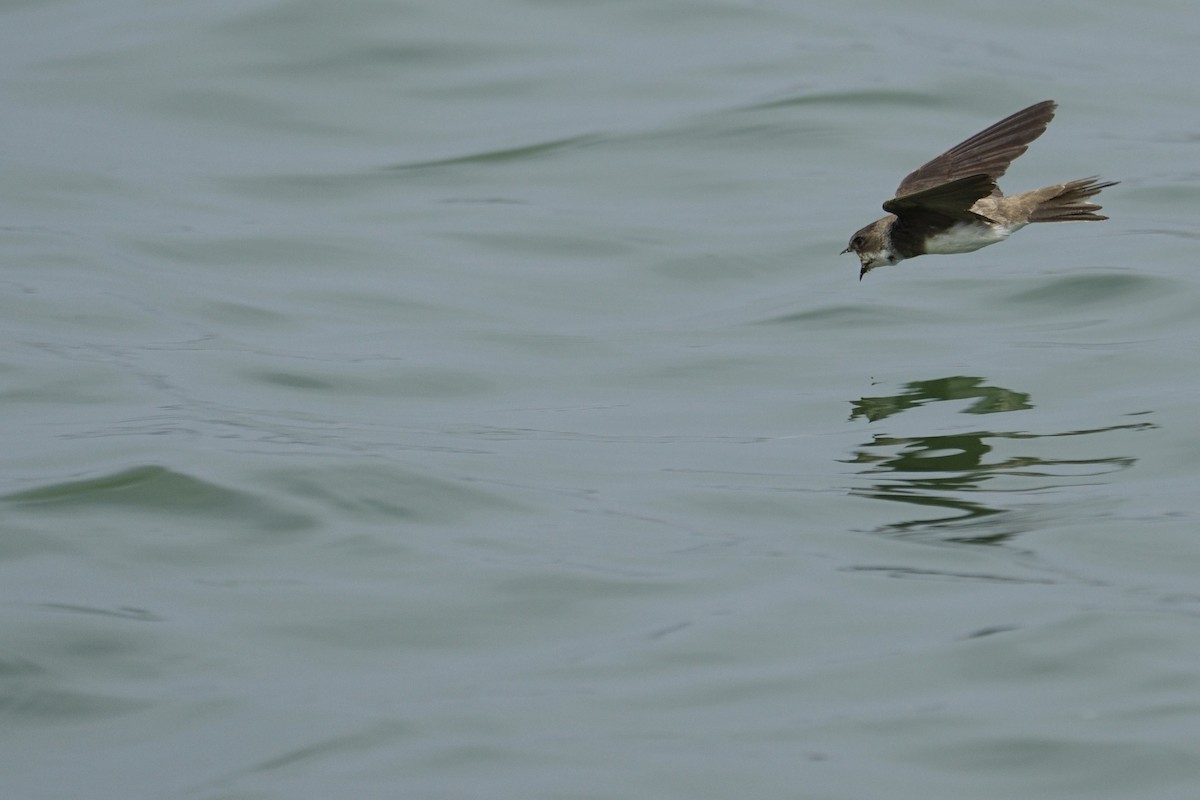 Bank Swallow - ML620405341