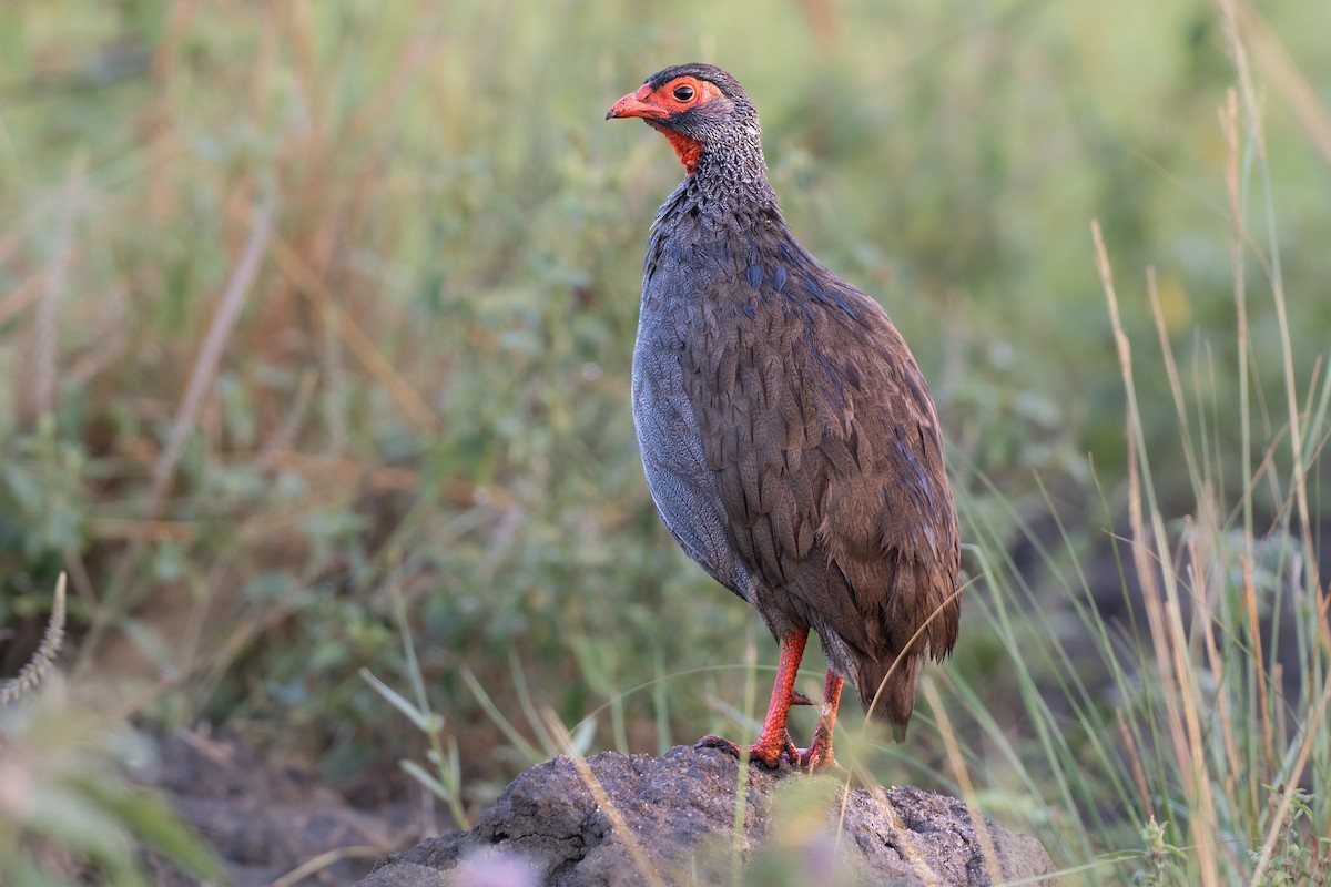 Red-necked Spurfowl - ML620405359