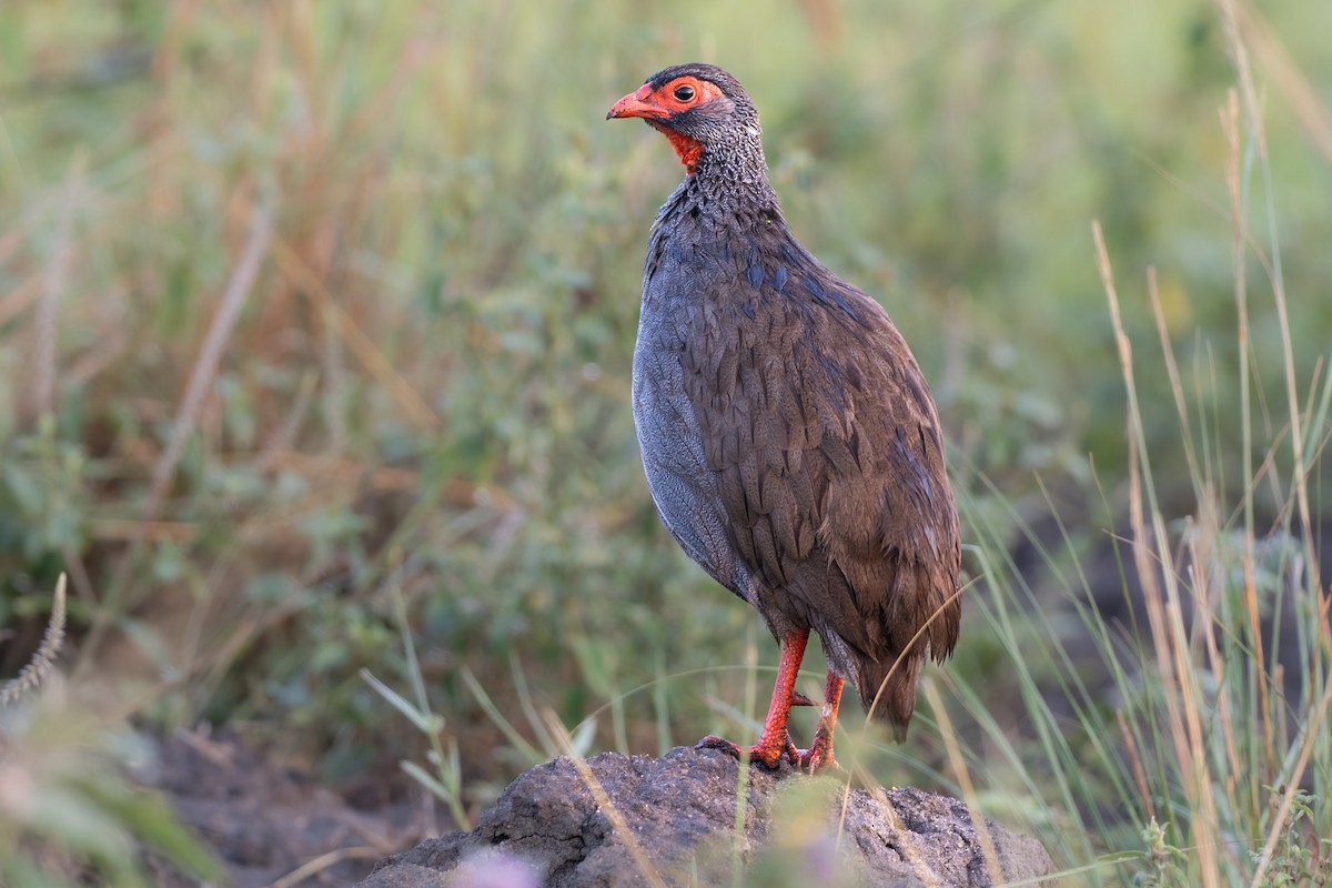 Francolin à gorge rouge - ML620405359