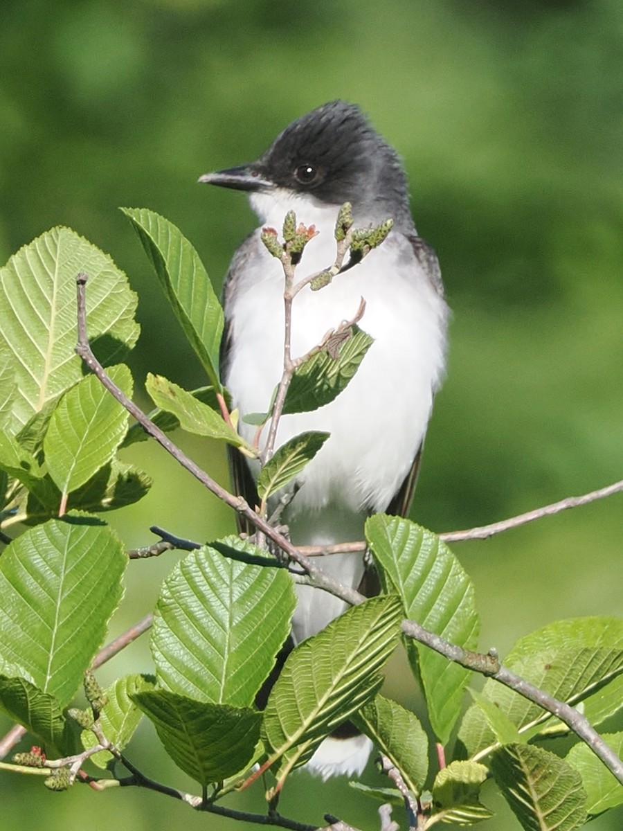 Eastern Kingbird - ML620405361