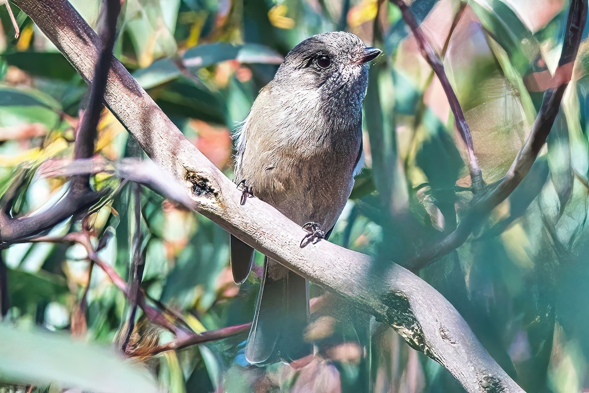 Golden Whistler - ML620405365