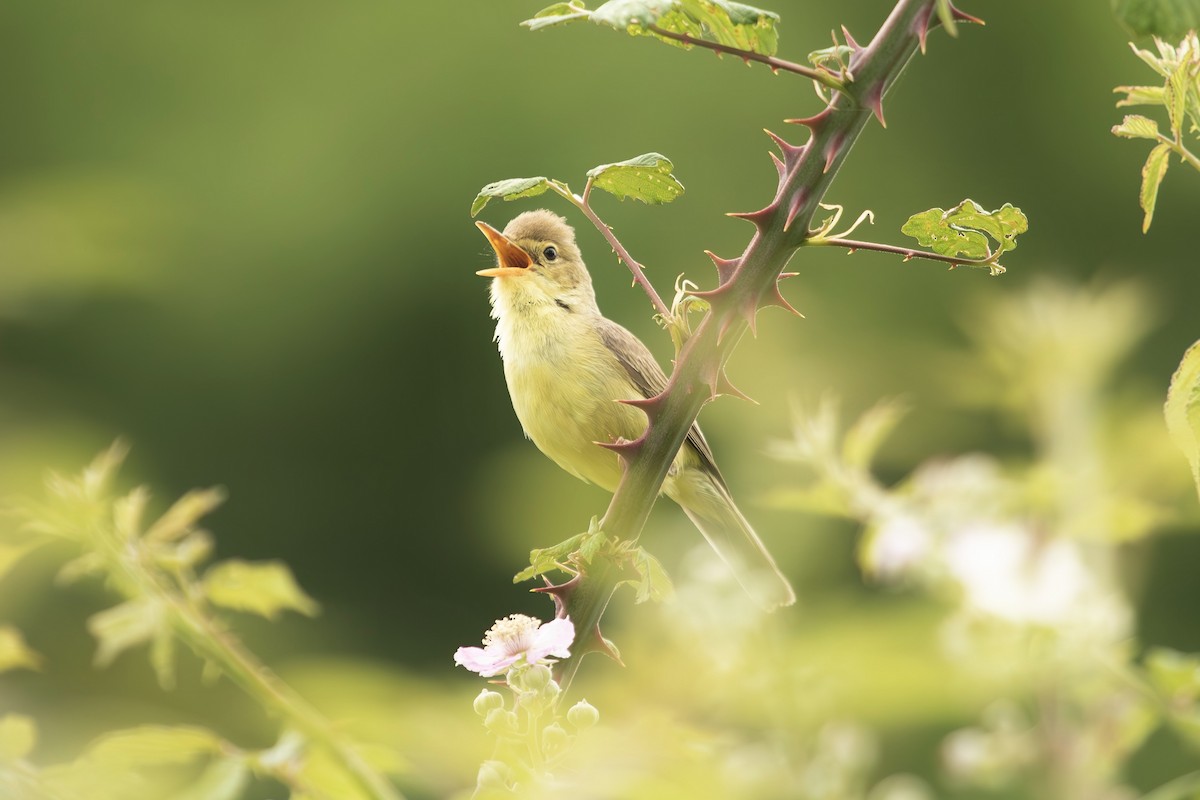 Melodious Warbler - Aaron Sapatsch