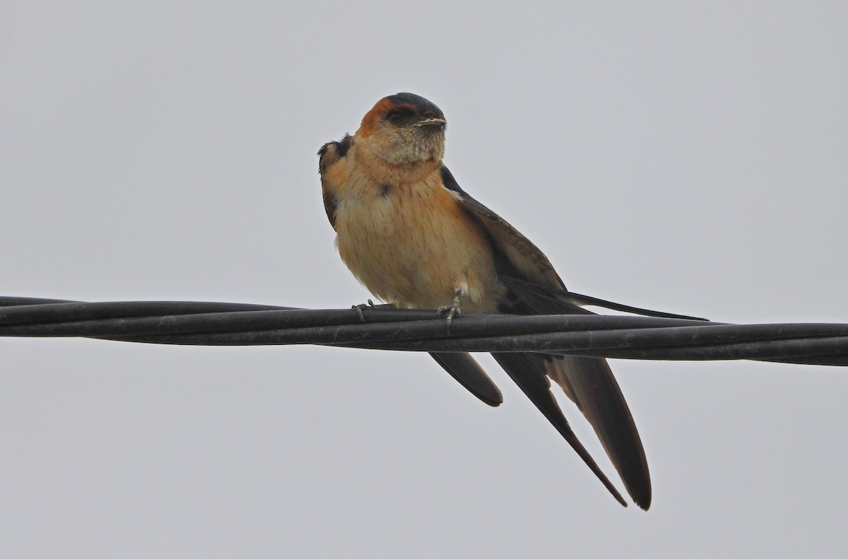 Red-rumped Swallow - ML620405371