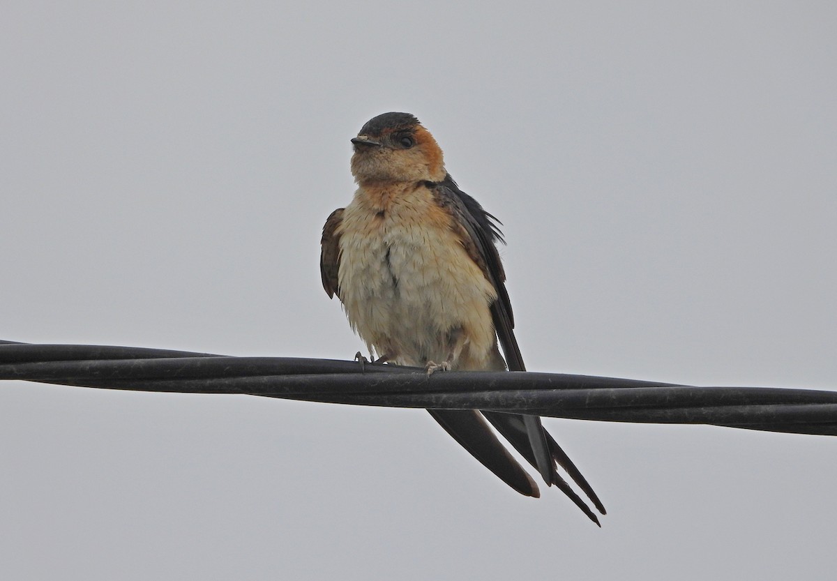 Red-rumped Swallow - ML620405372