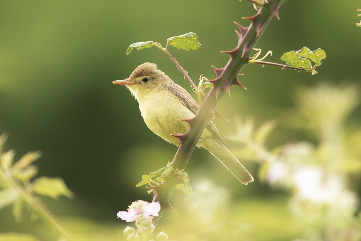 Melodious Warbler - ML620405373