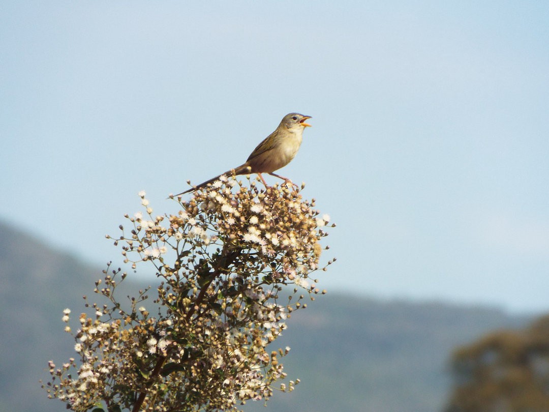 Wedge-tailed Grass-Finch - Henrique Heidi Horiyshi