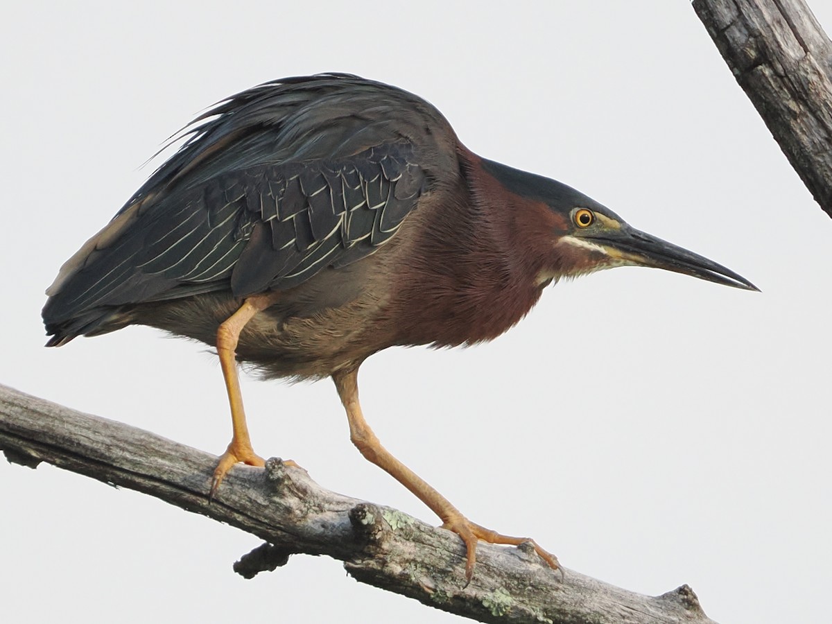 Green Heron - ML620405383